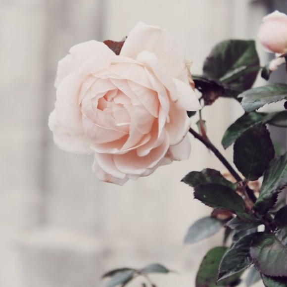 Meet your Posher - Picture 2 of 2